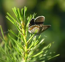 Attēlu rezultāti vaicājumam “Plebejus idas female”