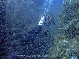 Image result for Three Seas Diving