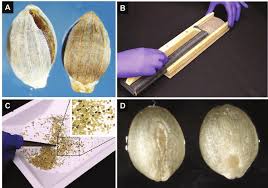 Attēlu rezultāti vaicājumam “Setaria viridis fruit”