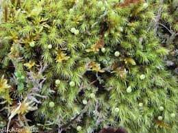 Attēlu rezultāti vaicājumam “Bartramia pomiformis”