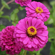 Zinnia flower