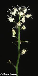 Attēlu rezultāti vaicājumam “Maianthemum bifolium flower”