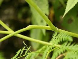 Attēlu rezultāti vaicājumam “Conioselinum tataricum”