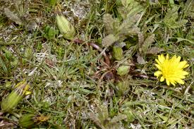 Attēlu rezultāti vaicājumam “Taraxacum suecicum”