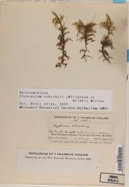 Attēlu rezultāti vaicājumam “Pleurozium schreberi sporophyte”