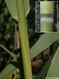 Attēlu rezultāti vaicājumam “Phragmites communis leaf”