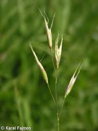 Attēlu rezultāti vaicājumam “Danthonia decumbens fruit”