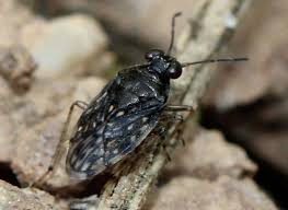 Attēlu rezultāti vaicājumam “Saldula saltatoria”