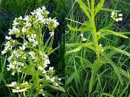 Attēlu rezultāti vaicājumam “Armoracia rusticana”