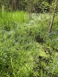 Attēlu rezultāti vaicājumam “Myosotis laxa subsp. baltica”