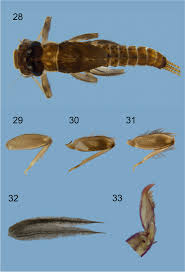 Attēlu rezultāti vaicājumam “Lepidosaphes ulmi imago”