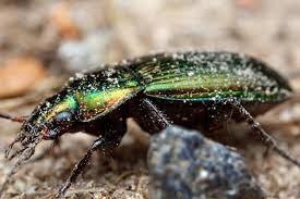 Attēlu rezultāti vaicājumam “Poecilus versicolor”