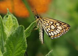 Attēlu rezultāti vaicājumam “Heteropterus morpheus underside”
