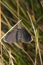 Attēlu rezultāti vaicājumam “Odezia atrata”