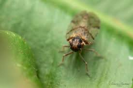 Attēlu rezultāti vaicājumam “Cixius sp.”