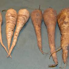 Image result for Pastinake