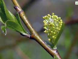 Attēlu rezultāti vaicājumam “Salix myrsinifolia male flower”