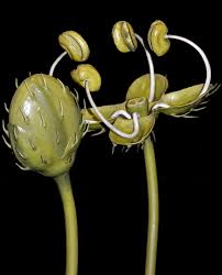 Attēlu rezultāti vaicājumam “Urtica dioica flower”