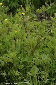 Attēlu rezultāti vaicājumam “Ranunculus mendax”
