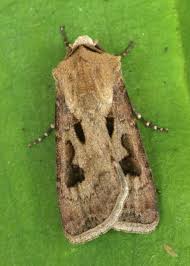 Attēlu rezultāti vaicājumam “Agrotis exclamationis”