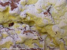 Attēlu rezultāti vaicājumam “Antrodia xantha”