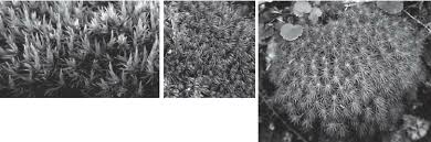 Attēlu rezultāti vaicājumam “Paraleucobryum longifolium sporophyte”