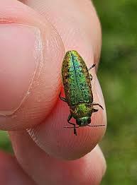 Attēlu rezultāti vaicājumam “Barbeyella minutissima macro”