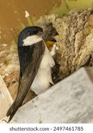 Attēlu rezultāti vaicājumam “Delichon urbicum”