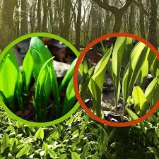 Image result for Bärlauch