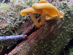 Attēlu rezultāti vaicājumam “Tricholomopsis decora”