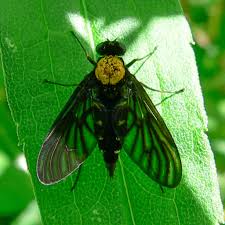 Attēlu rezultāti vaicājumam “Rhagionidae”