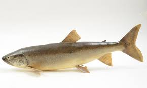 Image result for Salvelinus namaycush