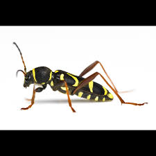 Attēlu rezultāti vaicājumam “Clytus arietis”