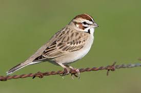 Image result for Chondestes grammacus