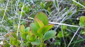 Attēlu rezultāti vaicājumam “Vaccinium uliginosum leaf”