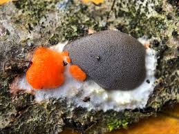 Attēlu rezultāti vaicājumam “Dictydiaethalium plumbeum spores”