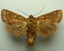 Attēlu rezultāti vaicājumam “Mythimna turca”