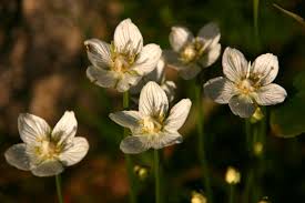 Attēlu rezultāti vaicājumam “Parnassia palustris”