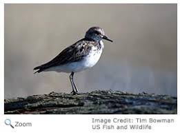 Image result for Calidris pusilla