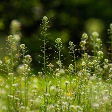 Attēlu rezultāti vaicājumam “Capsella bursa-pastoris fruit”