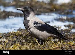 Attēlu rezultāti vaicājumam “Corvus cornix adult”