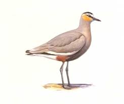 Image result for Vanellus gregarius