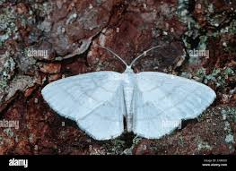 Attēlu rezultāti vaicājumam “Cabera pusaria”