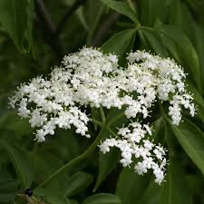 Attēlu rezultāti vaicājumam “Sambucus nigra flower”