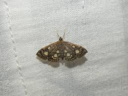 Attēlu rezultāti vaicājumam “Anania stachydalis”