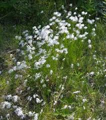 Attēlu rezultāti vaicājumam “Trichophorum alpinum”