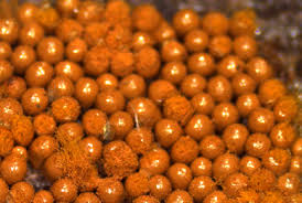 Attēlu rezultāti vaicājumam “Oligonema persimile”