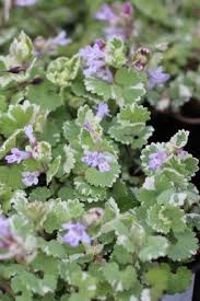 Attēlu rezultāti vaicājumam “Glechoma hederacea”