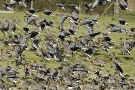 Image result for Anser brachyrhynchus