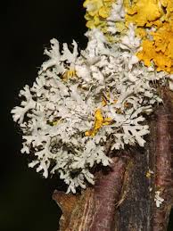 Attēlu rezultāti vaicājumam “Physcia adscendens”
